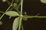 Hairy bedstraw